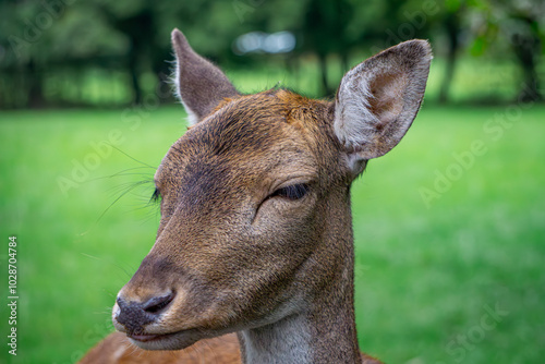 fallow deer lady lady of black color standing in the forest on a green glade. male and female mammals. a species of mammal from the deer family. portrait of a wild animal