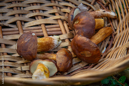 collected mushroom in a wicker basket in the forest on mushroom picking. edible mushrooms.