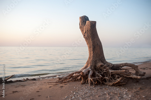 Dry tree with roots on the sandy seashore