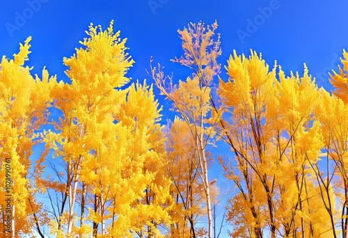 Golden Aspens Trees shimmering with golden leaves against a cris