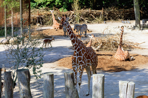 Group of giraffes in a nature park