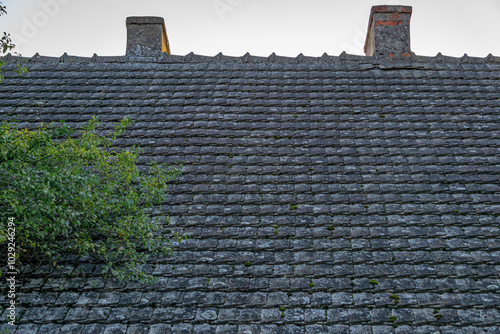 old roof in an abandoned house in the countryside. a poisonous, harmful and dangerous material once used for roofs. a roof on a house made of asbestos, asbestos on which a tree grows.