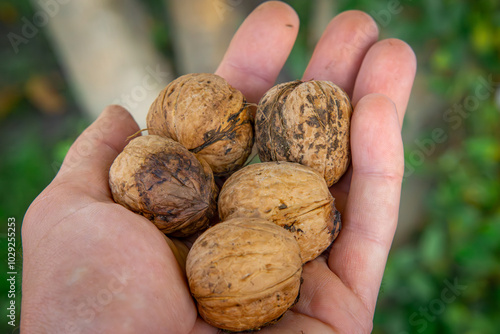 a man holding harvested nuts in autumn. autumn decoration