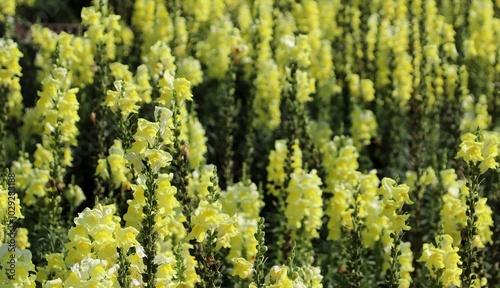 Yellow snapdragon flower