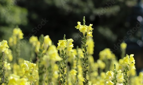 Yellow snapdragon flower