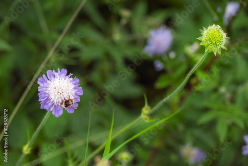 Bumblebee on a beautiful blue and white flowers of scabiosa or pincushion in summer, close up