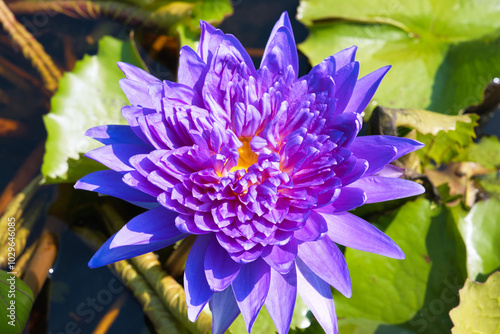 綺麗な紫色の蓮の花 Beautiful Purple Lotus