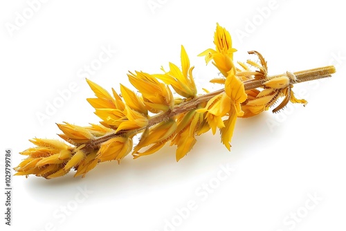 Broomrape Flower isolated on white background.