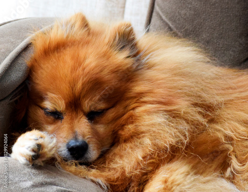 Marley is a sleepy old puppy