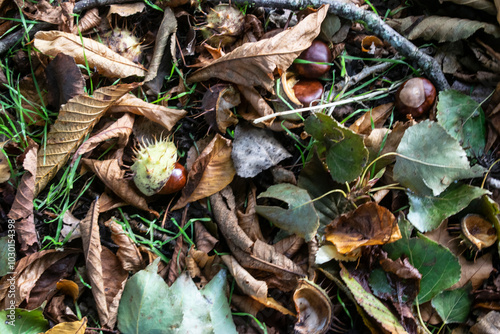 Fondo de hojas secas de otoño con castañas