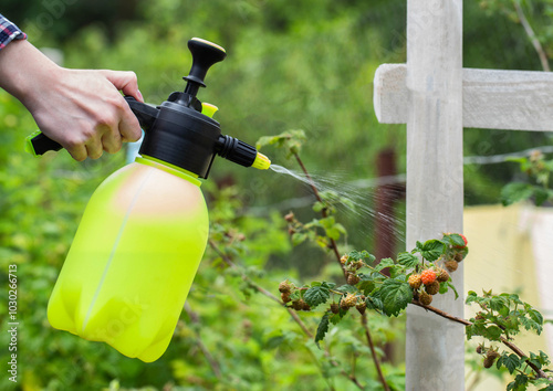 Treatment of raspberry bushes with iron sulfate against pests of aphids and mites. Copy space for text, fungicides