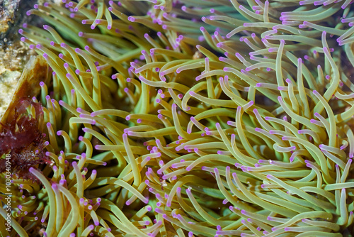 Bright, yellow-green sea anemone tentacles with soft purple tips form a dense, swaying pattern underwater