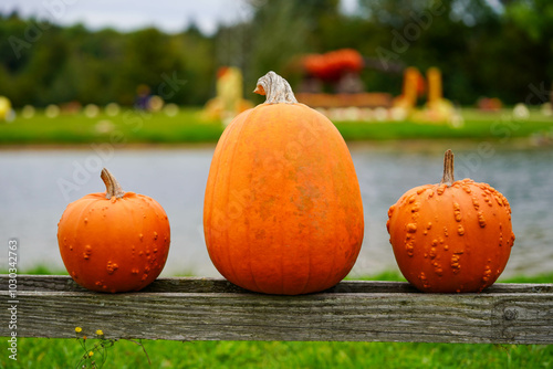 Three pumpkins of varying sizes, including one smooth and two warty ones, sit on a wooden beam with a scenic pond and greenery in the background