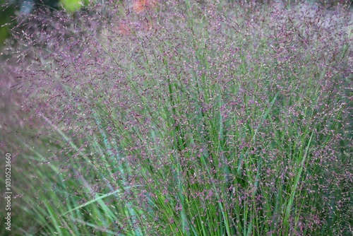 Panicum virgatum. Ornamental grass in the garden.