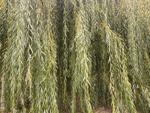 willow twigs with leaves as a background.