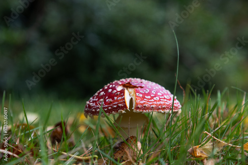 Close up of a red and white fungus, fly agaric, in grass