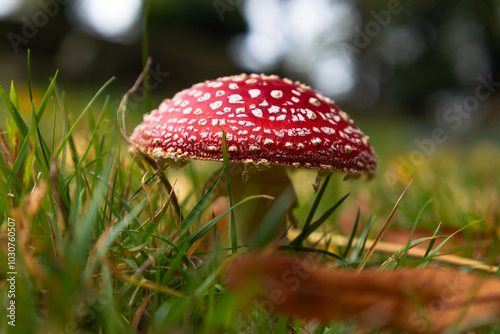 Close up of a red and white fungus, fly agaric, in grass