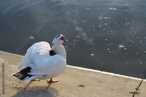 pato blanco 