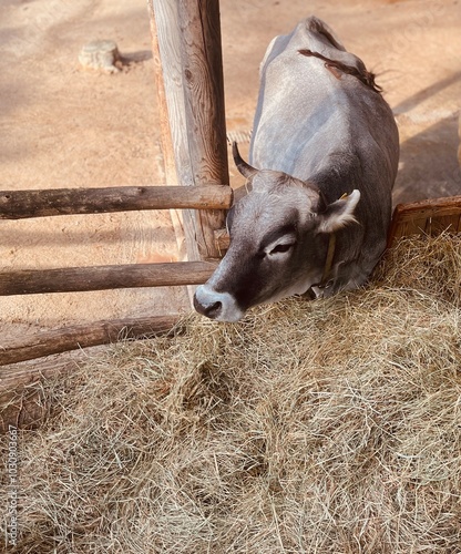 Brązowa krowa przy paśniku. Ogród zoologiczny Wiedeń Schönbrunn