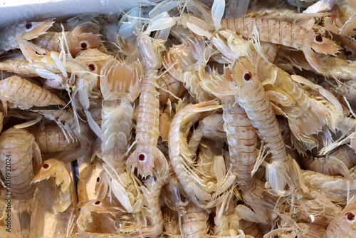 Squilla mantis is a species of mantis shrimp that lives in the shallow coastal areas of the Mediterranean Sea and the eastern Atlantic Ocean: it is also known as "pacchero" or "canocchia"