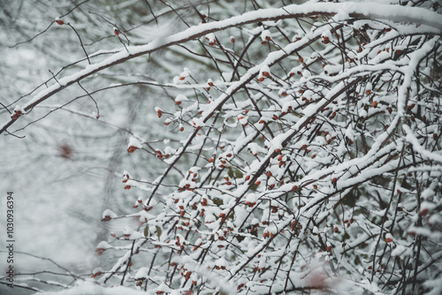 planta con nieve