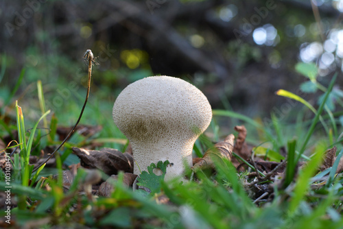 Mushrooms from the Agaricaceae Lycoperdon family grow in nature