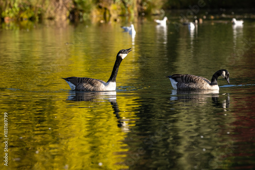 Canada geese swimming on a lake, with autumn colour reflecting in the water