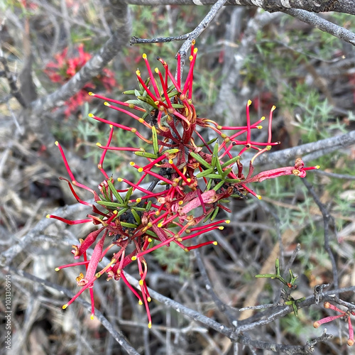 The Comb Grevillea (Grevillea huegelii) is a small to medium-sized shrub native to Australia, featuring unique comb-like clusters of pink to red flowers and has narrow, needle-like leaves.