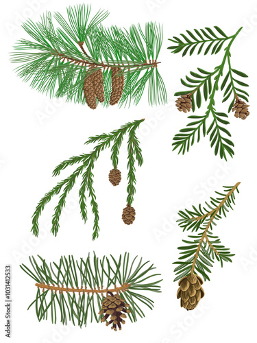 vector drawing branches of coniferous trees with green needles and cones isolated at white background, hand drawn illustration