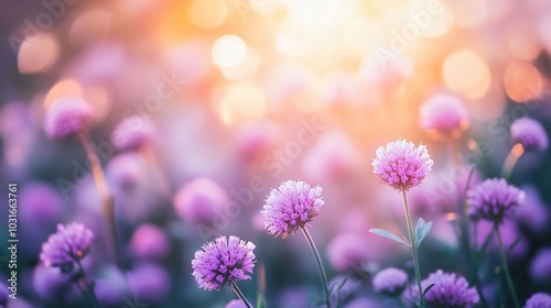 Selective focus of flowers with summer bokeh background. Close up shot of beautiful purple pincushion flower in vintage color style field 