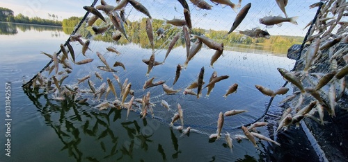 juvenile fish cautght in gillnets