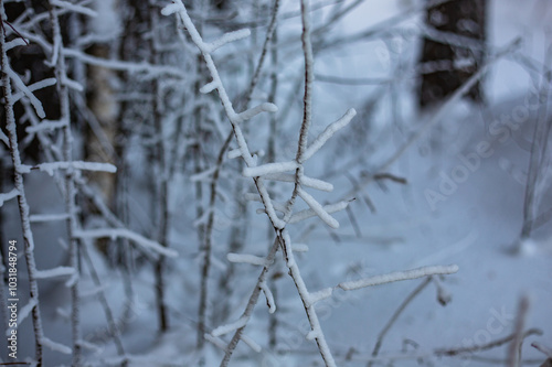 Frosty December frost on vegetation and trees, at -30 degrees Celsius. Late 2023.