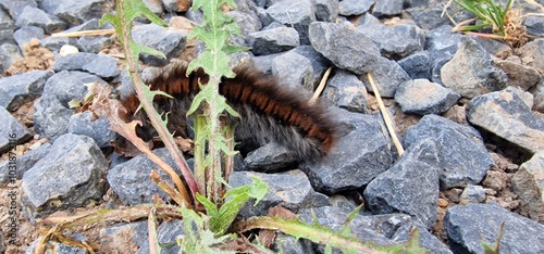 Macrothylacia rubi, the fox moth, is a lepidopteran belonging to the family Lasiocampidae. It was first described by Carl Linnaeus in his 1758 10th edition of Systema Naturae