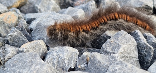 Macrothylacia rubi, the fox moth, is a lepidopteran belonging to the family Lasiocampidae. It was first described by Carl Linnaeus in his 1758 10th edition of Systema Naturae