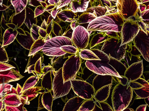 Flame nettle or painted nettle (Coleus x blumei) 'Wizard Scarlet' with burgundy-red foliage with thin lime-green margins growing in a garden in sunlight in summer