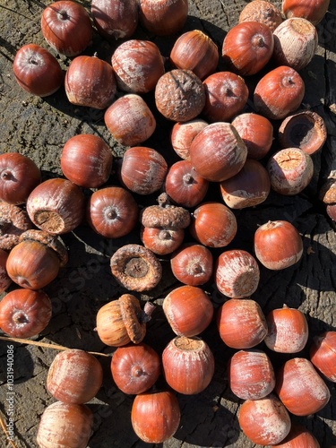 close up of hazelnuts