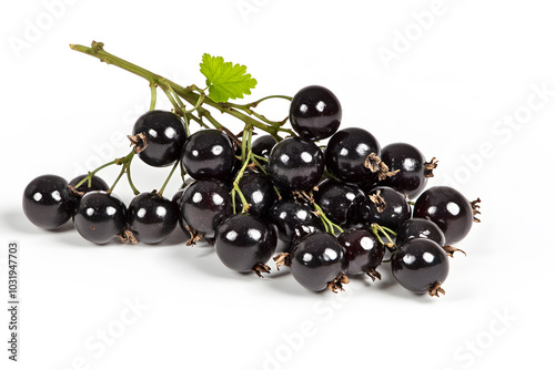 Black currant berry isolated on white background