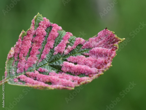 The eriophyoid mite Acalitus brevitarsus galls on an alder leaf