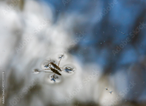 Insect Gerris lacustris, known as common pond skater or common water strider is a species of water strider, found in Europe have ability to move quickly on the water surface and have hydrophobic legs