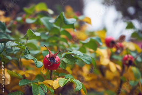 Róża dzika, Rosa canina L.