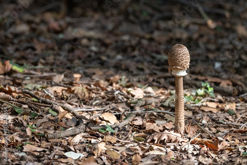 Mazza di tamburo, fungo selvatico nel bosco di Mesola.