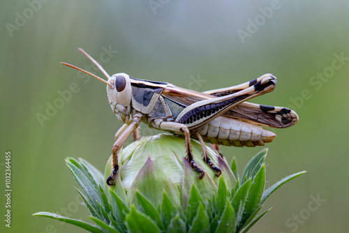 Grasshopper rests on dewy green bud, intricate details against blurred background