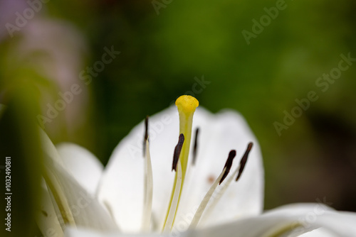 macro photo of whit Asiatic lily flower bloom with pollen covered 