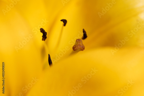 macro photo of Yellow Asiatic lily flower bloom with pollen covered 