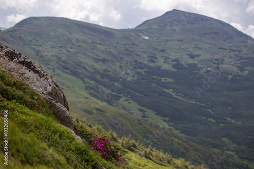 Blooming mountains in summer, magical Carpathians. Carpathian rhododendron (Rhododendron myrtifolium) on the slopes of Mount Turkul (1933 m), Carpathians, Chornohora ridge. Image of attractive. 