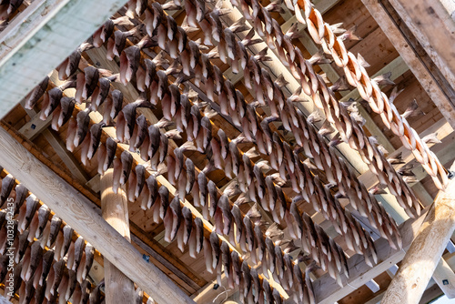 Stockfish or dried cod drzing on wooden racks on Lofoten islands in Norway. Traditional way to dry fish in northern Norway