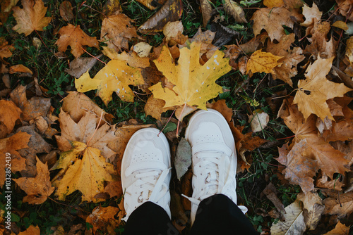 feet in sneakers close-up in the foliage of maple leaves in autumn in the park of the city of Tartu