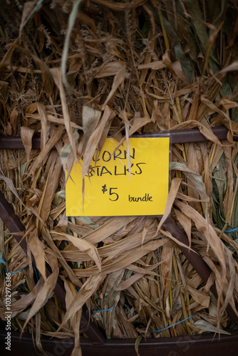 corn stalks for sale