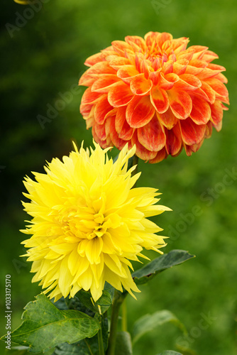 Close-up of two dahlia flowers: a yellow flower of Dahlia Hale Bopp and an orange Dahlia Lubega Power Yellow Orange. Green bokeh background