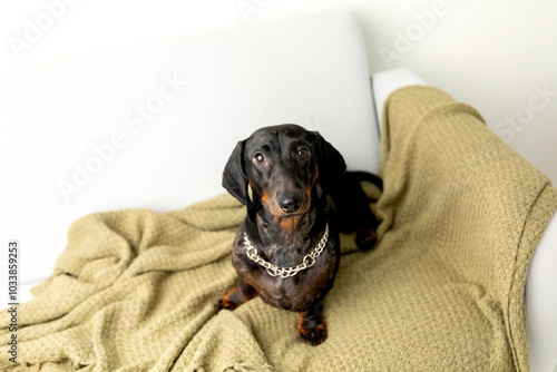 Dachshund Dog Looking Up in Bright Modern Living Room